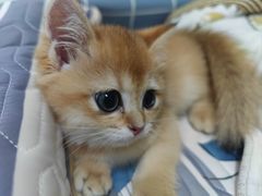 -喵zoo家庭繁育猫舍(尖东智能花园店)