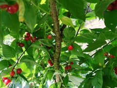 -樱桃山旅游景区