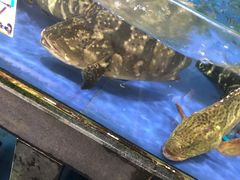 -南海渔家•海鲜•正宗海南菜(海棠湾店)