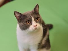 -MOCHA明星猫咖(田子坊店)