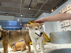 -柴务处·柴犬主题狗咖