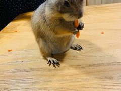 -藦茜花园宠物主题亲子互动体验馆(国顺东路店)