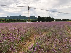 -北京东方普罗旺斯薰衣草庄园