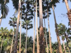 -中国科学院西双版纳热带植物园