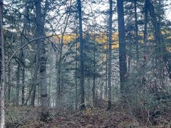 -五营红松林海景区