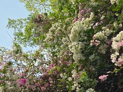 -深圳国际园林花卉博览园