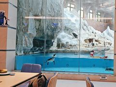 -帝企鹅自助餐厅•儿童岛•真企鹅(长隆企鹅酒店)