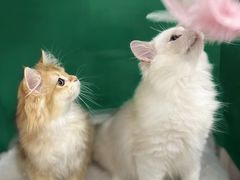 -爱洗澡的猫(望京店)