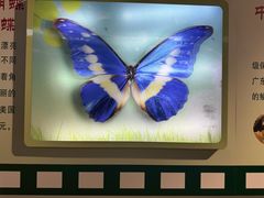 -上海昆虫博物馆