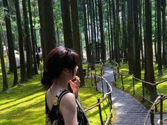 -玉苍山国家森林公园