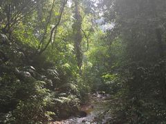 -莫里热带雨林景区