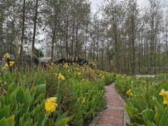 -合肥滨湖国家森林公园