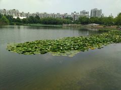 -新江湾城公园