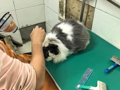 -酷狗靓猫宠物·洗护·美容·寄养(航北路店)