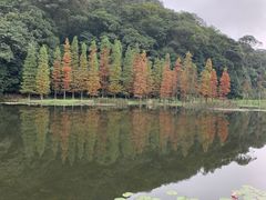 -广州市石门国家森林公园