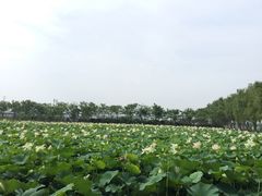 -兰陵国家农业公园