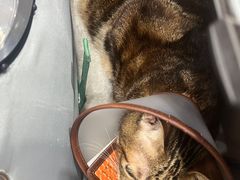 -创凡宠物医院·骨专科  猫科中心(西乡分院)