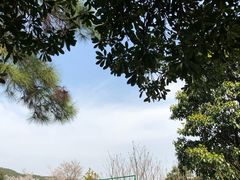 -香雪海