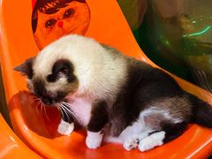 -猫咪博物馆(顶澳仔猫街店)