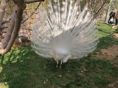 -静之湖湖畔餐厅