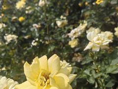 -亚龙湾国际玫瑰谷