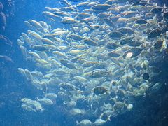 -海合安青岛极地海洋公园