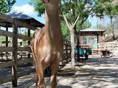 -北京鹿世界主题园