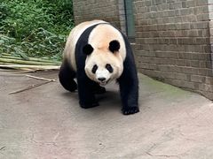 -都江堰中华大熊猫苑