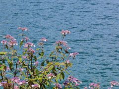 -武陵山森林公园