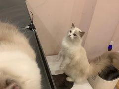 -猫咪派对(江南西店)