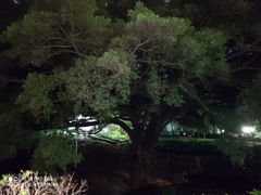 -晓港公园