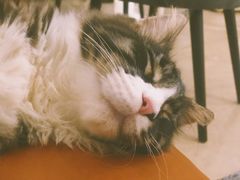 -十年猫舍·猫咪专门店(普陀店)