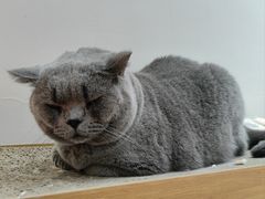 -有猫主题·治愈系猫咖(曾厝垵店)