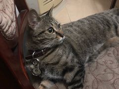 -伟伟宠物医院·CT影像中心·瑞派犬猫综合性门诊(汉口总院)