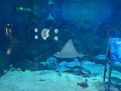 -烟台海昌鲸鲨海洋公园