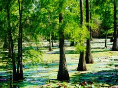 -池杉湖湿地公园