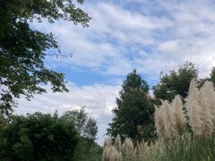 -贡湖湾湿地公园