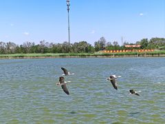 -南大港湿地风景区