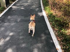 -新江湾城公园