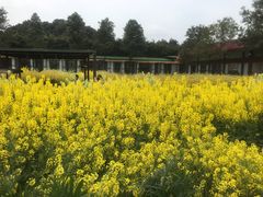 -洪湖家庭农场·团建·露营·会议
