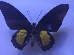 -吉林省自然博物馆