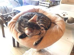 -Cappucimeow猫咪咖啡馆(韦伯时代店)