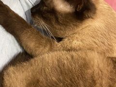 -猫小院猫主题咖啡厅(北锣店)