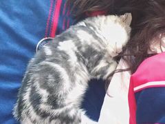 -纳吉亚猫专科动物诊疗中心(蒋宅口分院)