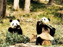 -成都大熊猫繁育研究基地