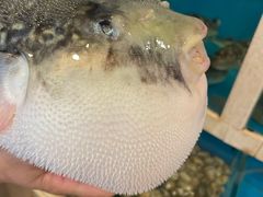 -天正河鲀·河豚亭(大连店)