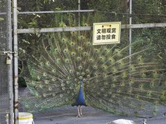 -鲤鱼洲酒店港鲤咖啡厅