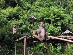 -西双版纳原始森林公园