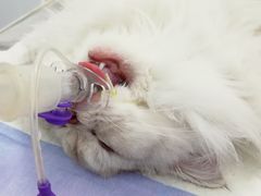 -美美宠物诊疗中心·异宠·骨科(滨江东信分院)
