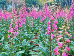 -广州莲花山旅游区